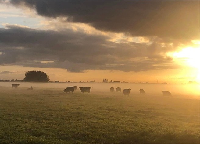 Koeien in de wei bij Kaasboerderij van Zuylen, in de ochtendmist