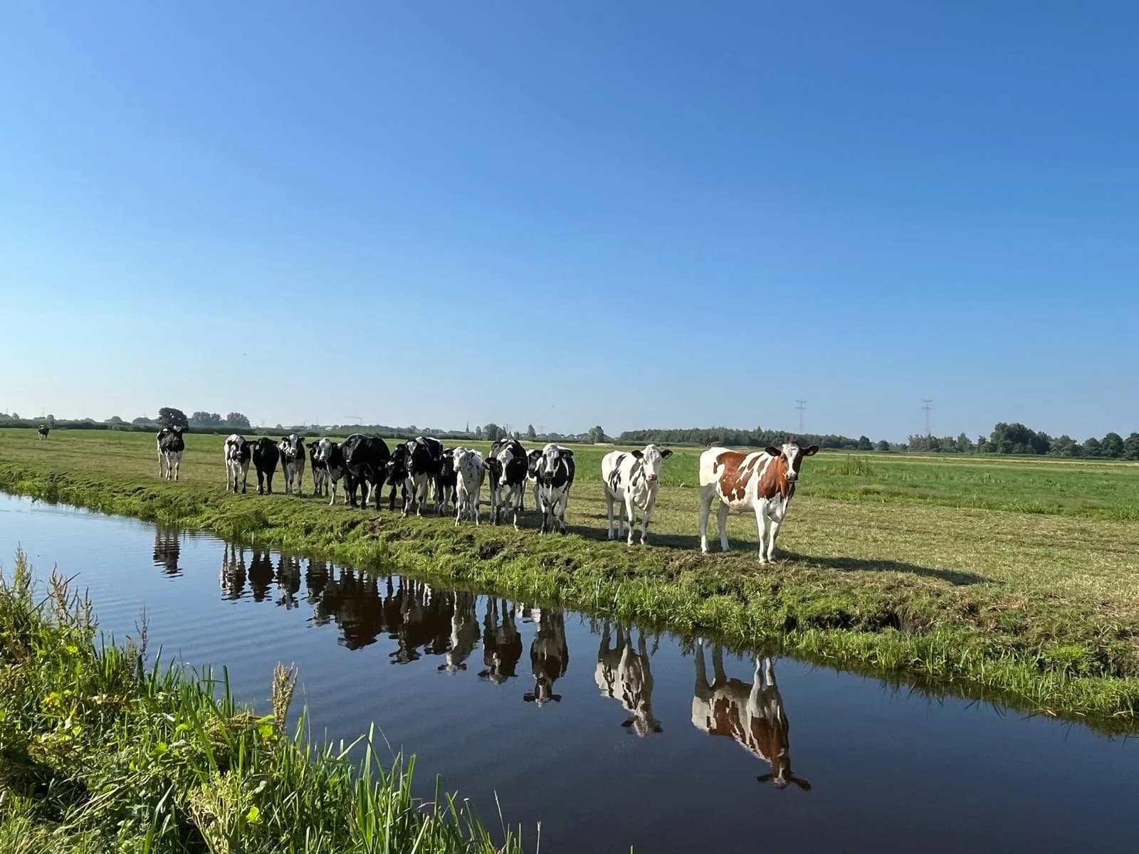 Koeien van de familie Van Zuijlen in de wei